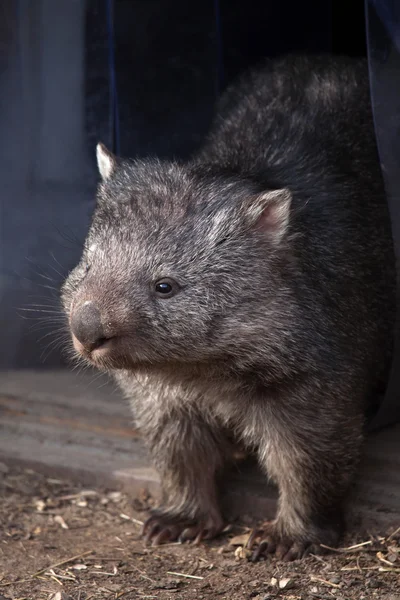 Gemeenschappelijke wombat (Vombatus ursinus). — Stockfoto