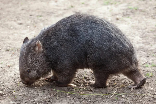 Gemeenschappelijke wombat (Vombatus ursinus). — Stockfoto