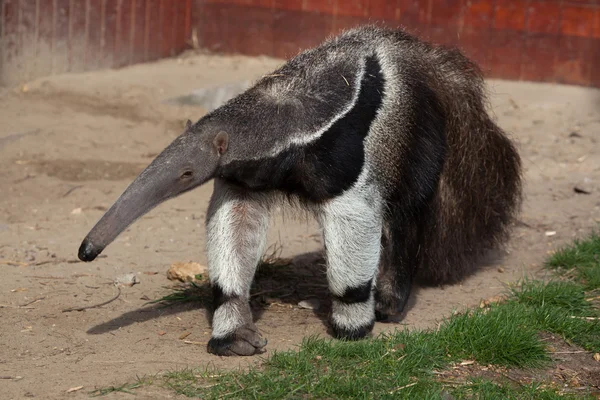 Anteater gigante (Myrmecophaga tridactyla ). —  Fotos de Stock