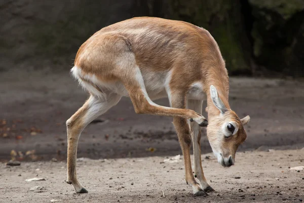 Blackbuck indiano (Antilope cervicapra ). — Fotografia de Stock