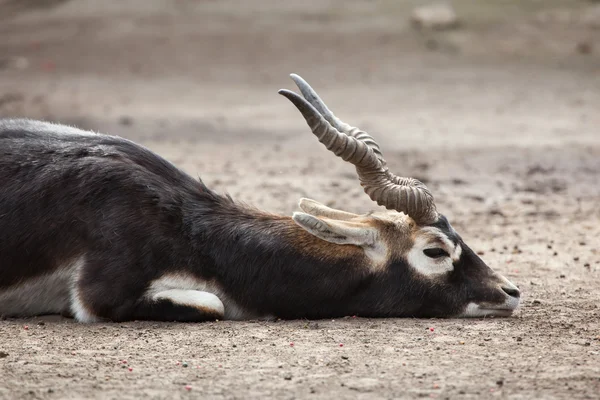 Blackbuck indiano (Antilope cervicapra ). — Fotografia de Stock