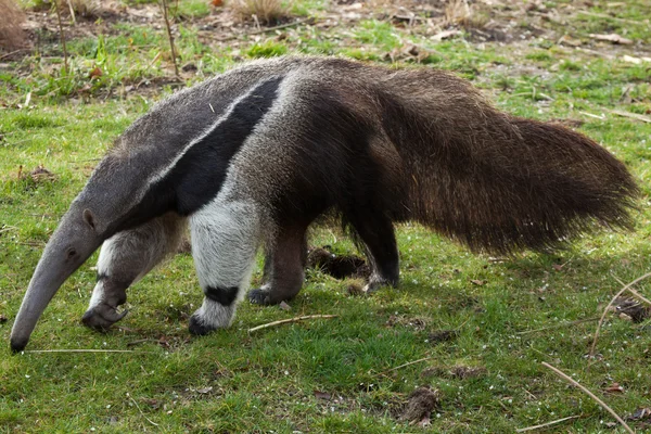 Anteater gigante (Myrmecophaga tridactyla ). —  Fotos de Stock