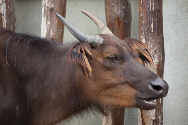 Búfalo del bosque africano (Syncerus caffer nanus ) — Foto de Stock