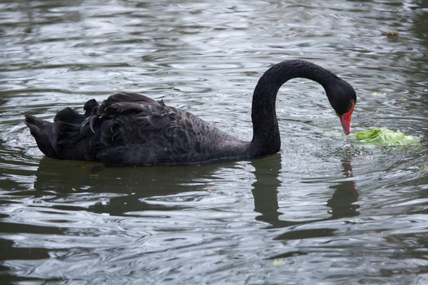 Cisne negro (Cygnus atratus). — Fotografia de Stock