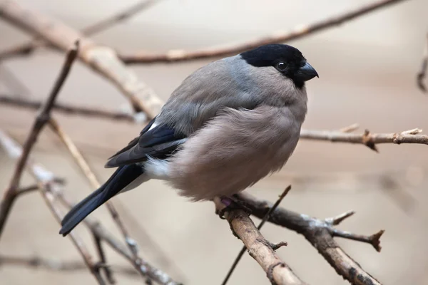 Eurasian bullfinch (Pyrrhula pyrrhula) — Stock Photo, Image