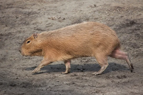Capybara (Hidrochoerus hydrochaeris ). — Stok Foto