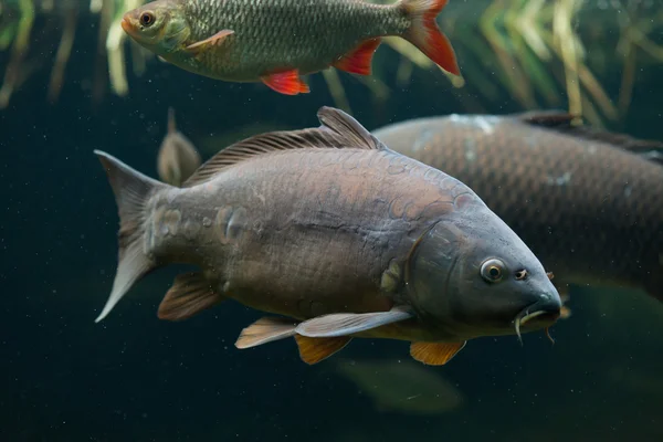 Carpa de espelho (Cyprinus carpio carpio ) — Fotografia de Stock