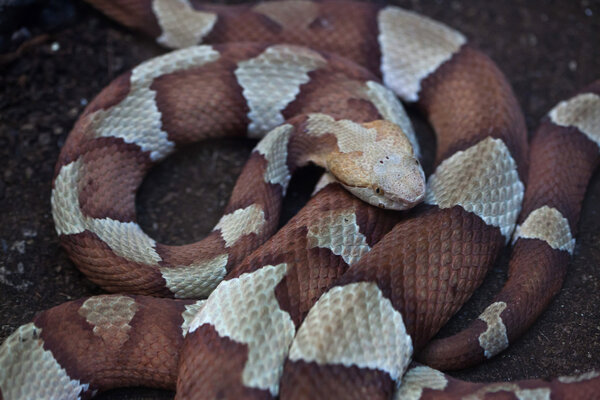 Медная голова (Agkistrodon contortrix
).