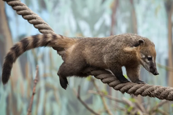 Coati sudamericano (Nasua nasua ) — Foto de Stock