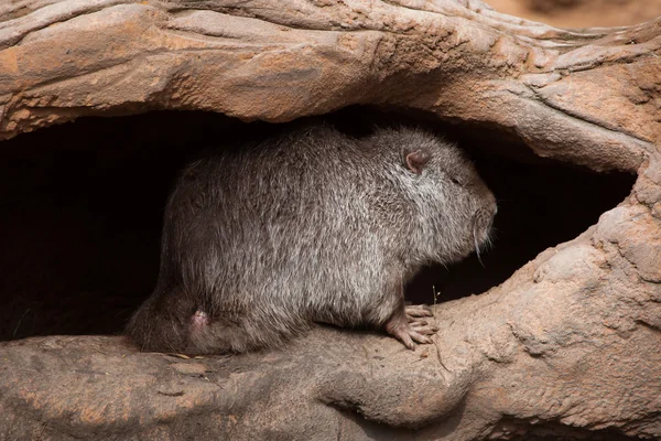 Sumpbäver (myocastor coypus) — Stockfoto