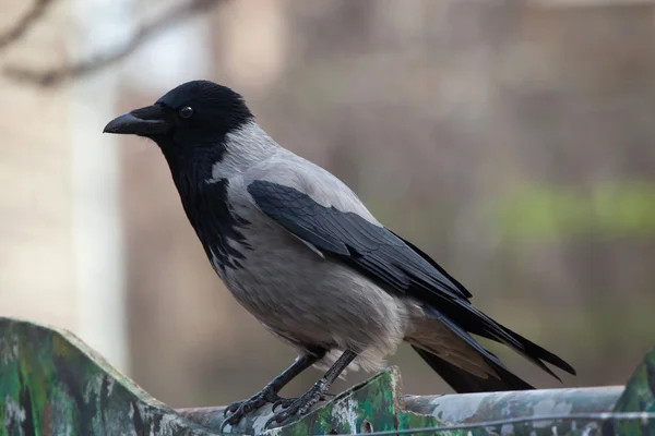 Hooded crow (Corvus cornix). — Stock Photo, Image