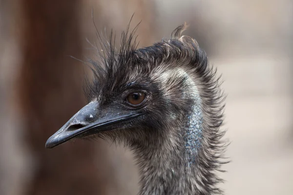 Emu (Dromaius novaehollandiae) ). — стоковое фото