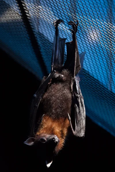 Lyle's Flying Fox (Pteropus lylei)). — 图库照片