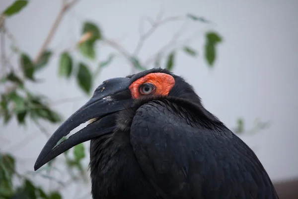 남쪽 땅의 뿔 뿌리 새 (Bucorvus leadbeateri)). — 스톡 사진