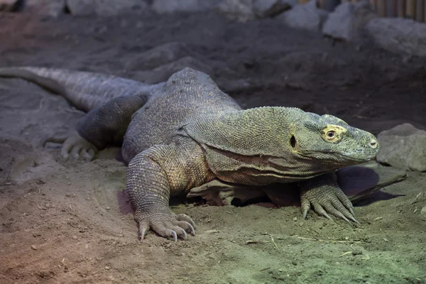 Комодский дракон (Varanus komodoensis ). — стоковое фото