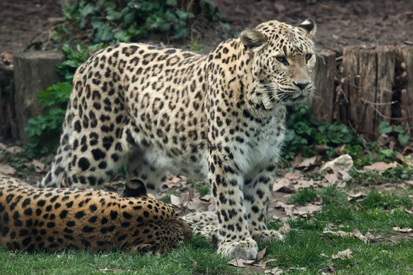 ペルシャのヒョウ (ヒョウ pardus saxicolor). — ストック写真