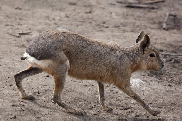 Patagonian mara (Dolichotis patagonum). — Stock Photo, Image