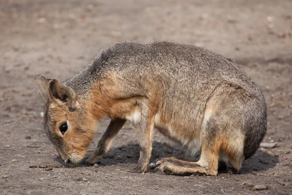 Patagonian mara (Dolichotis patagonum). — Stock Photo, Image