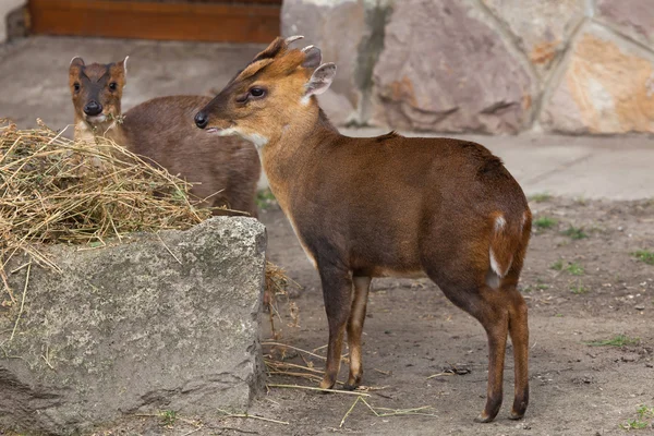 Chinese muntjac (Muntiacus reevesi) — Stock Photo, Image