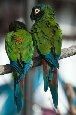 Blue-winged macaws (Primolius maracana) clipart