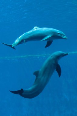 Yaygın şişe burunlu yunus (Tursiops truncatus)). 