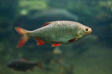 ortak rudd (scardinius erythropthalmus).