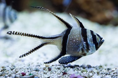 banggai Kardinaller (pterapogon kauderni).