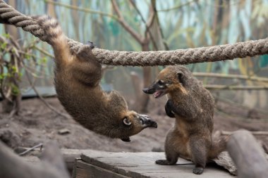 Güney Amerika coatis (Nasua nasua)