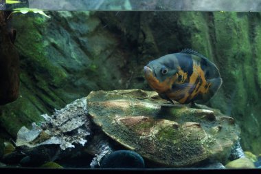 Oscar (Astronotus ocellatus) 