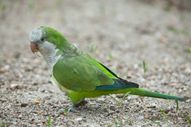 Monk parakeet (Myiopsitta monachus) clipart