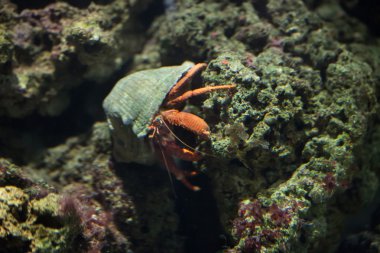 Yalnızcıl Yengeç (Pagurus prideaux).