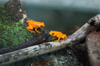 Altın mantella (Mantella otu). 