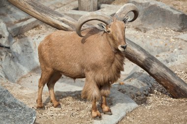 Barbary sheep (Ammotragus lervia).  clipart