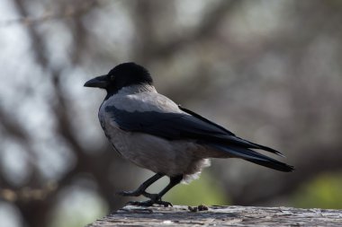 Kapüşonlu Karga (Corvus Cornix). 