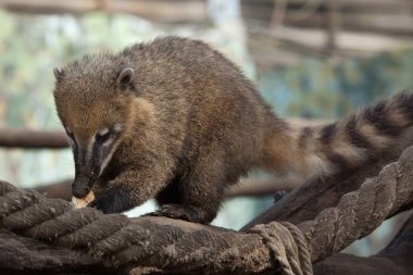 Güney Amerika coati (Nasua nasua)