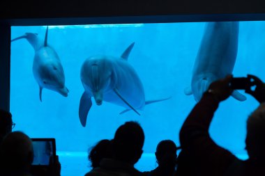 Yaygın şişe burunlu yunus (Tursiops truncatus)). 