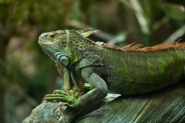 Yeşil iguana (Iguana Iguana).