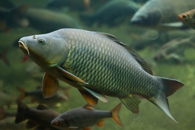 Vahşi ortak carps (Cyprinus carpio). 