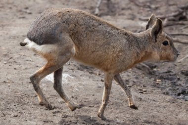 Patagonya mara (dolichotis patagonum).
