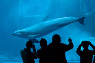 Yaygın şişe burunlu yunus (Tursiops truncatus)). 
