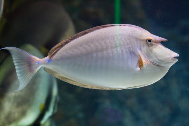 Bluespine unicornfish (Naso unicornis).
