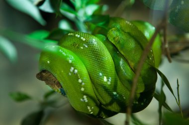 Yeşil ağaç python (morelia viridis).