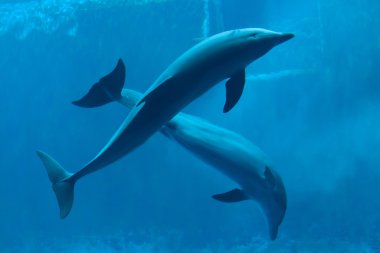 Yaygın şişe burunlu yunus (Tursiops truncatus)). 