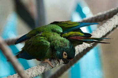 Mavi kanatlı Amerika papağanı (Primolius maracana)