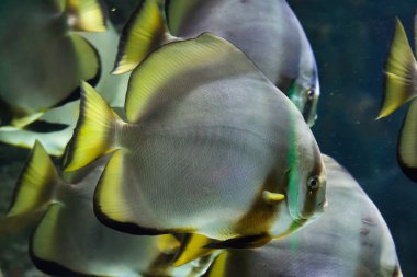 Orbicular Batfish (Platax orbicularis).
