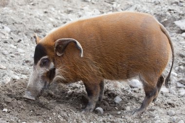 Red river hog (Potamochoerus porcus) clipart