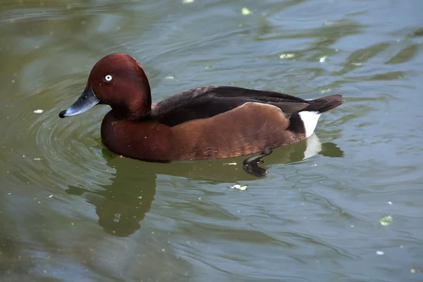 유라시아 wigeon (아나 페넬로페). — 스톡 사진