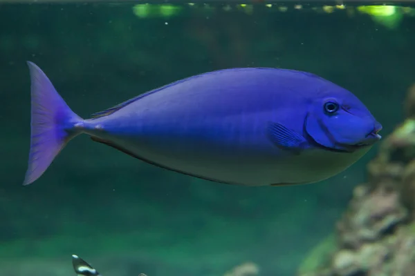 Ikan tropis biru . — Stok Foto