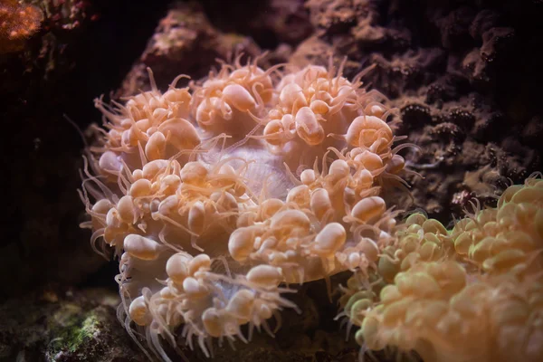 气泡珊瑚 (Plerogyra sinuosa). — 图库照片