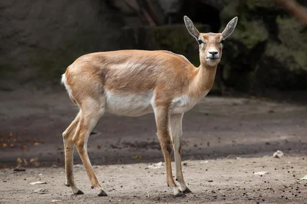 インド ブラック バック (ストライクバリアント cervicapra). — ストック写真